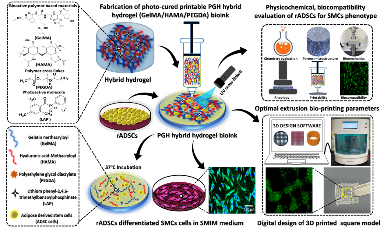 高雄醫學大學 研究發展處 - 研究脂肪幹細胞載體於GelMA/HAMA/PEGDA光固化生物列印墨水中向平滑肌細胞表型的分化能力