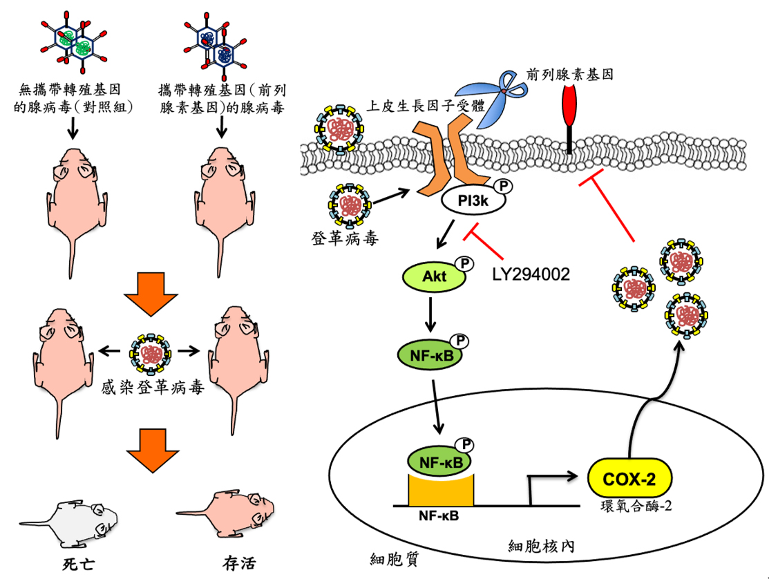 07 前列腺素藉由降低EGFR蛋白進而抑制登革病毒複製的模型
