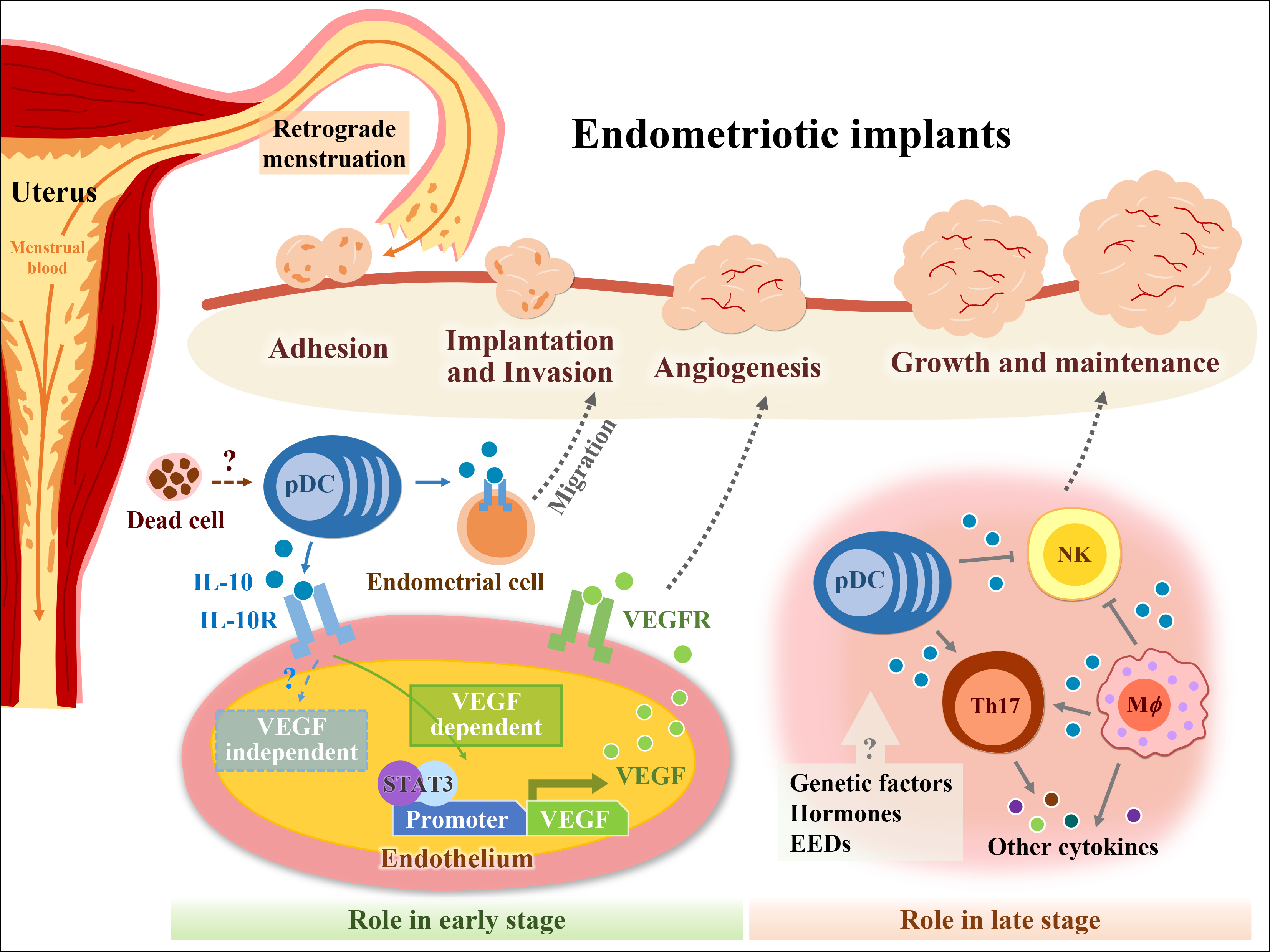 11 Endometriotic implants
