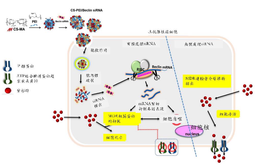01 劉旺達CH 下調多重抗藥性蛋白而提高紫杉醇對肺癌細胞的效益