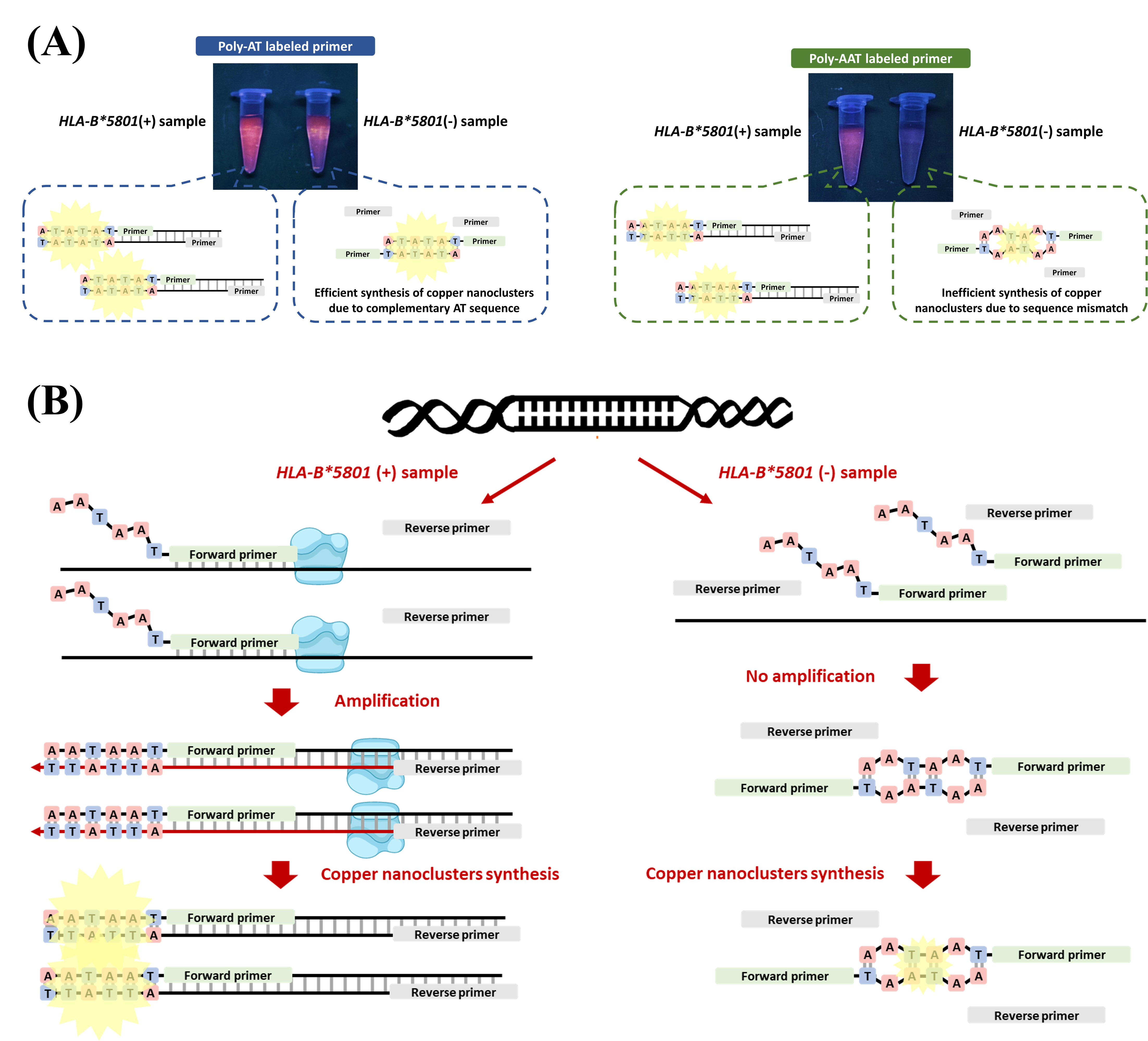 王俊棋教授圖形摘要